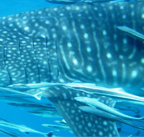 aef438db-818a-4c80-8266-3d06f7ce5595