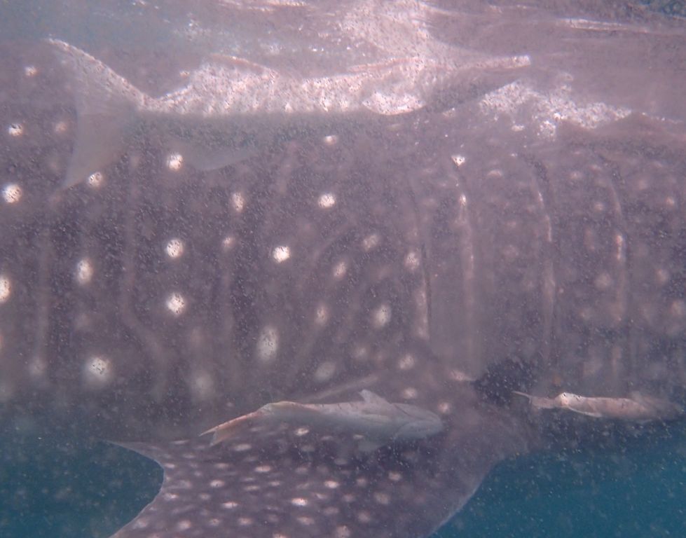 97d2b7b3-9a24-4ee6-9d65-adfd0004daa4