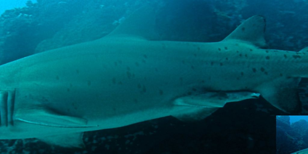 21a7e386-5711-477d-89d6-3397f7b6908f