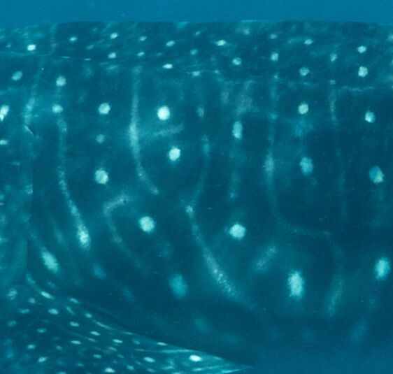 100c2eec-e34b-4387-aca9-0fd220382f7d