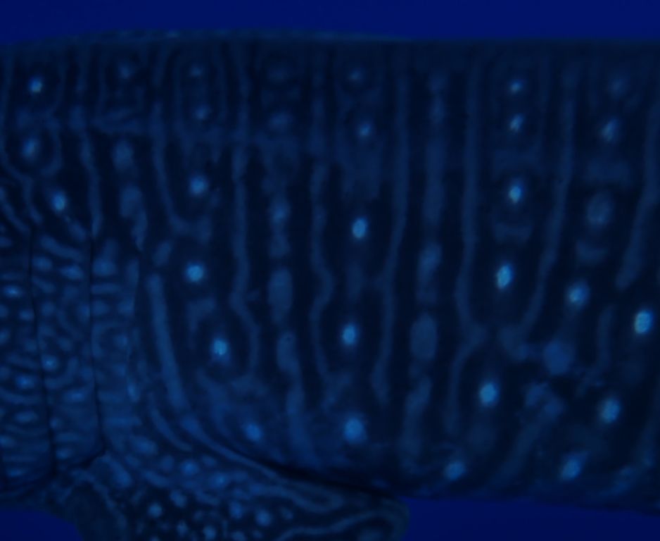 074a76bb-e038-40e8-9c9c-5db8472e766a