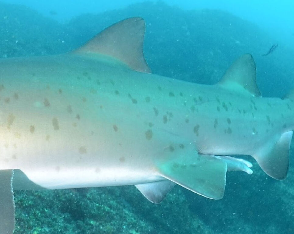 a7a25768-25a7-4b7f-aaa8-a4182032a77a