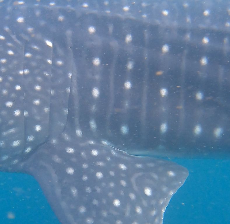 137733ec-f4b2-41c8-aca0-eb99534ec1c3