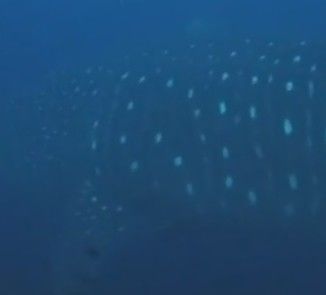 481aa495-66e1-4c82-a4d4-e643a8d6b134