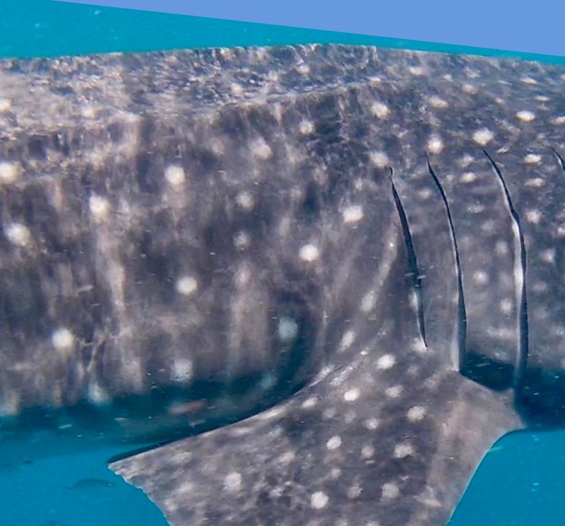 fdc5cc9c-1a46-459a-b0a6-0dce8cd16eda