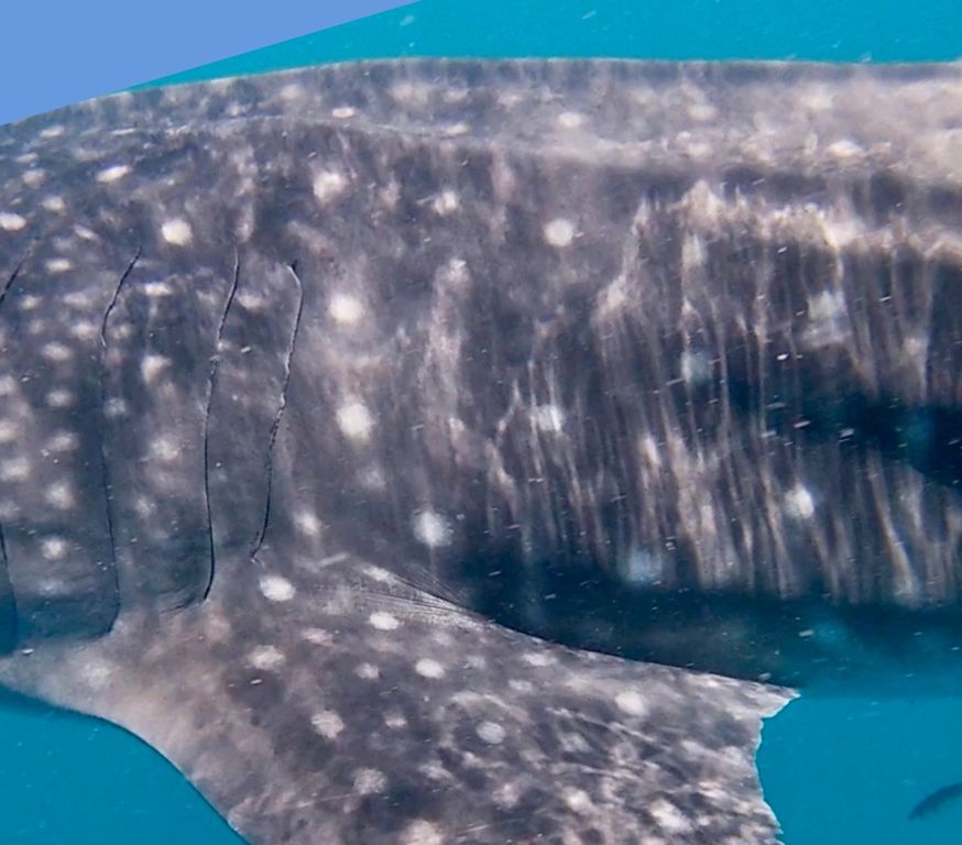 fdc5cc9c-1a46-459a-b0a6-0dce8cd16eda