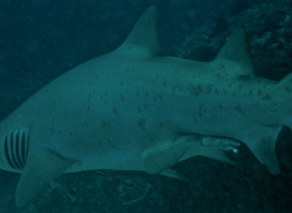 ecab28fd-d2e4-4aac-b4d4-2e898ea70bb0