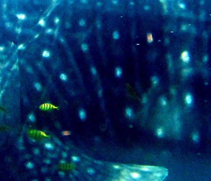 f0ebe061-c2f8-4939-9d06-6ec1263b4d4d