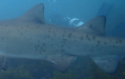 c0d2ac02-3ac4-4da0-aa07-d61129000dfc