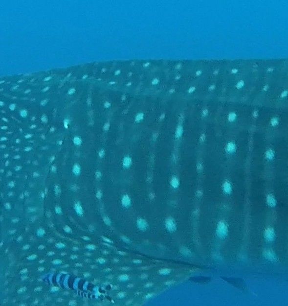 ff9ad9fd-533a-4f0d-a68e-0d0821e8986c