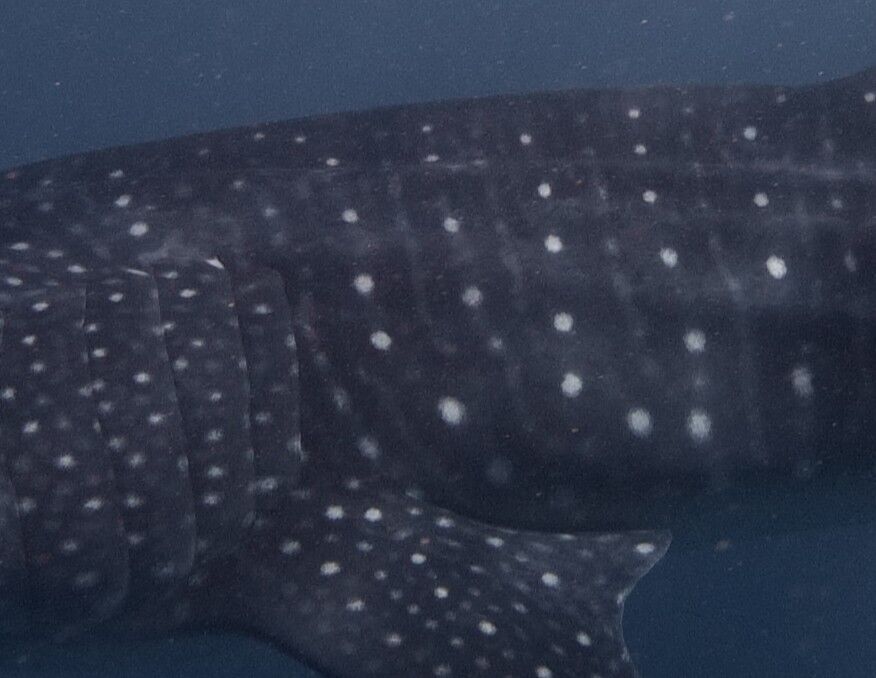 515d0a05-df74-4f85-93a8-4dc17f1d2359