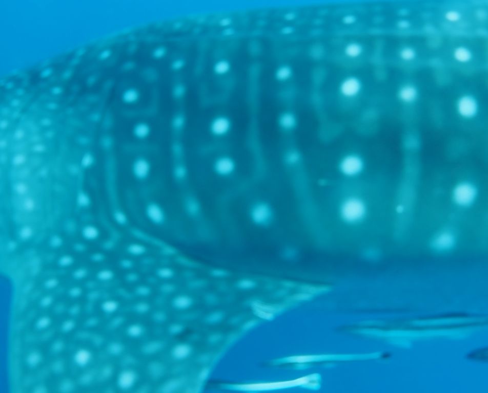 f68c1453-e571-4be1-8dc8-4aa815723a62