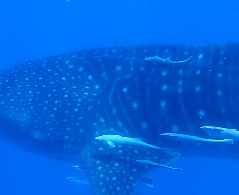 7169a233-2b42-4310-afb1-e5b993b80f25