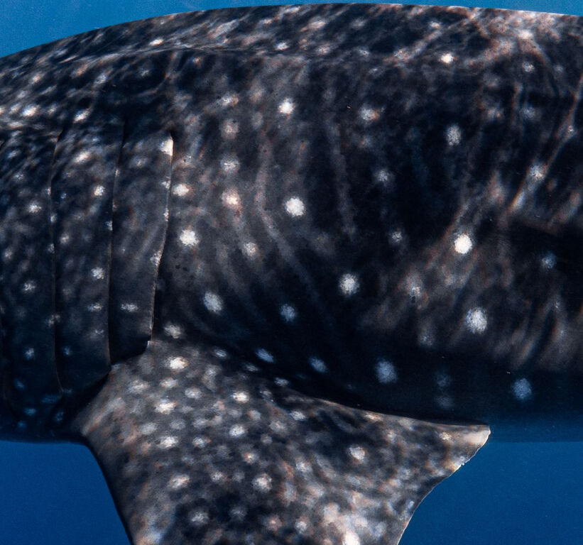 b9b919dd-3361-414c-b804-cf6df54c5012