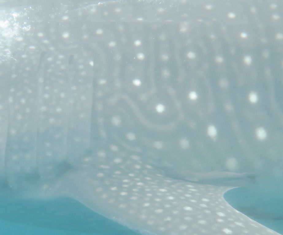 030b17f2-5b22-4ea2-a354-4f536a89ee59