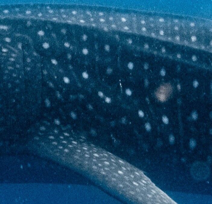 8bbdf70e-81fe-4cc5-bd2f-87fe65199ddc