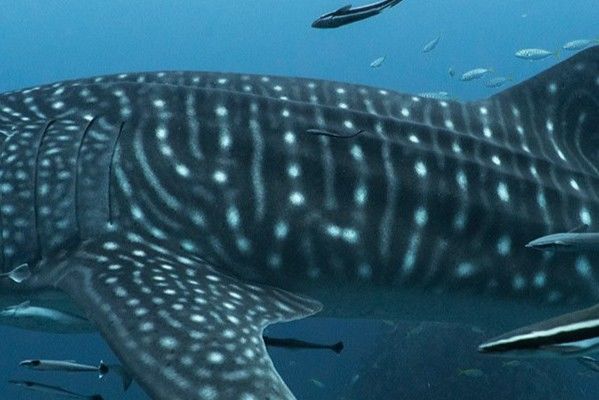 79f7a029-b388-4ae8-959b-e0c277751405