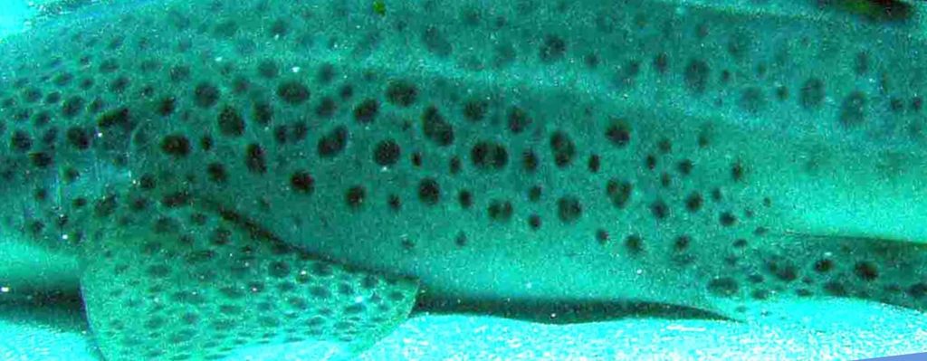 0e09d6f9-d0fd-4312-8231-42573e5c252c