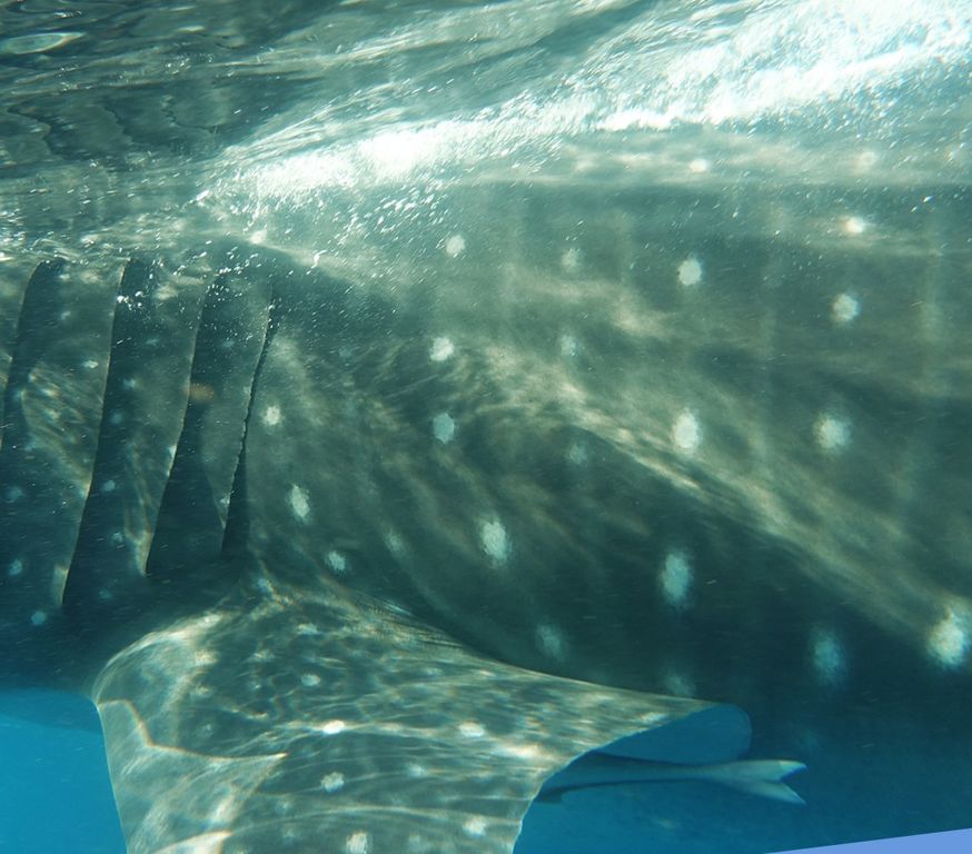 11032ac3-f530-4a4f-a668-f495352976d5