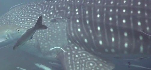 08444ce0-c433-4dcf-bdaf-6001c558bf3b