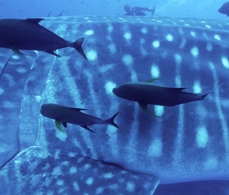 98fe535f-f9b3-4f7a-91fa-2148fc8a105e