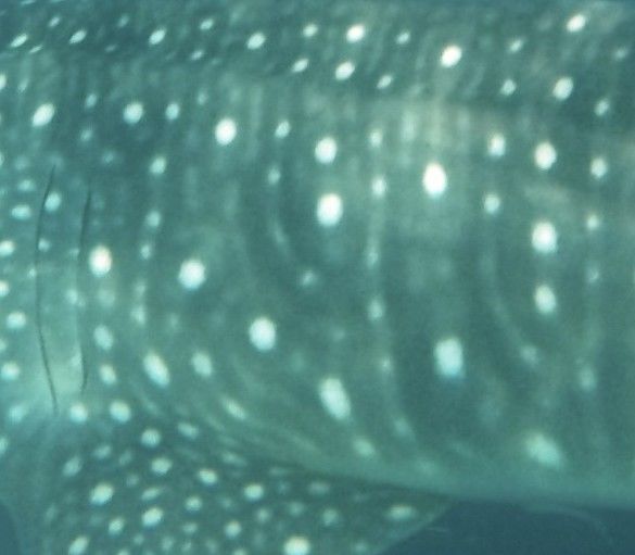 a51fe8d1-f4a6-406b-943c-7da437032611