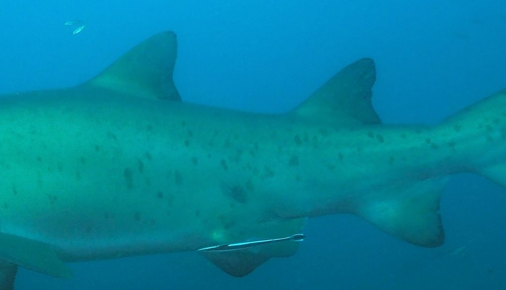 10beb0ad-faaa-464d-84fe-b8b836ccf627