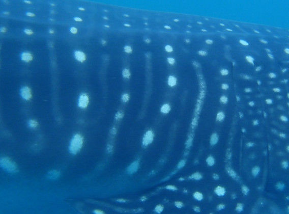 73f2a1d9-2b90-48a1-a208-99906ae47485