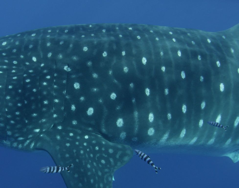 6725c55c-3113-486c-93cf-405fd1fae86b