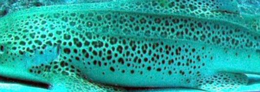 cabb2ee6-b17e-4f78-9fad-edbb93038bec