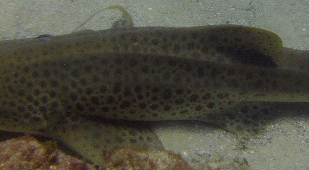 e2d7e0c9-4e4b-4d5b-b38f-f7bdaf64a15e