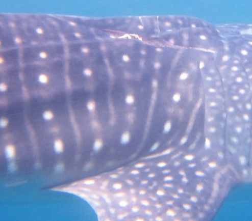 91a49f2d-221d-47ad-b13d-f7504ff57f24