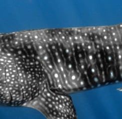 1bf0325c-f3af-4df3-a2ec-d8c7396f7811