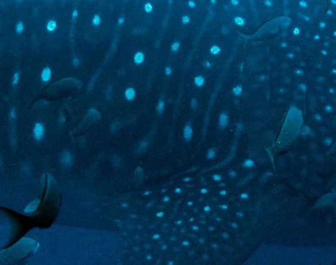 9dce4f17-8690-4cf4-82c4-2fbb535f5bc0