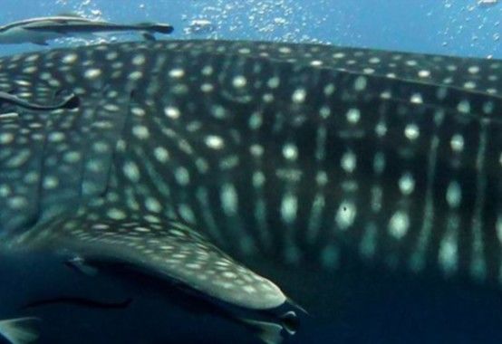 c08e99ff-4fdf-49b7-bf7c-d08d26819dc8