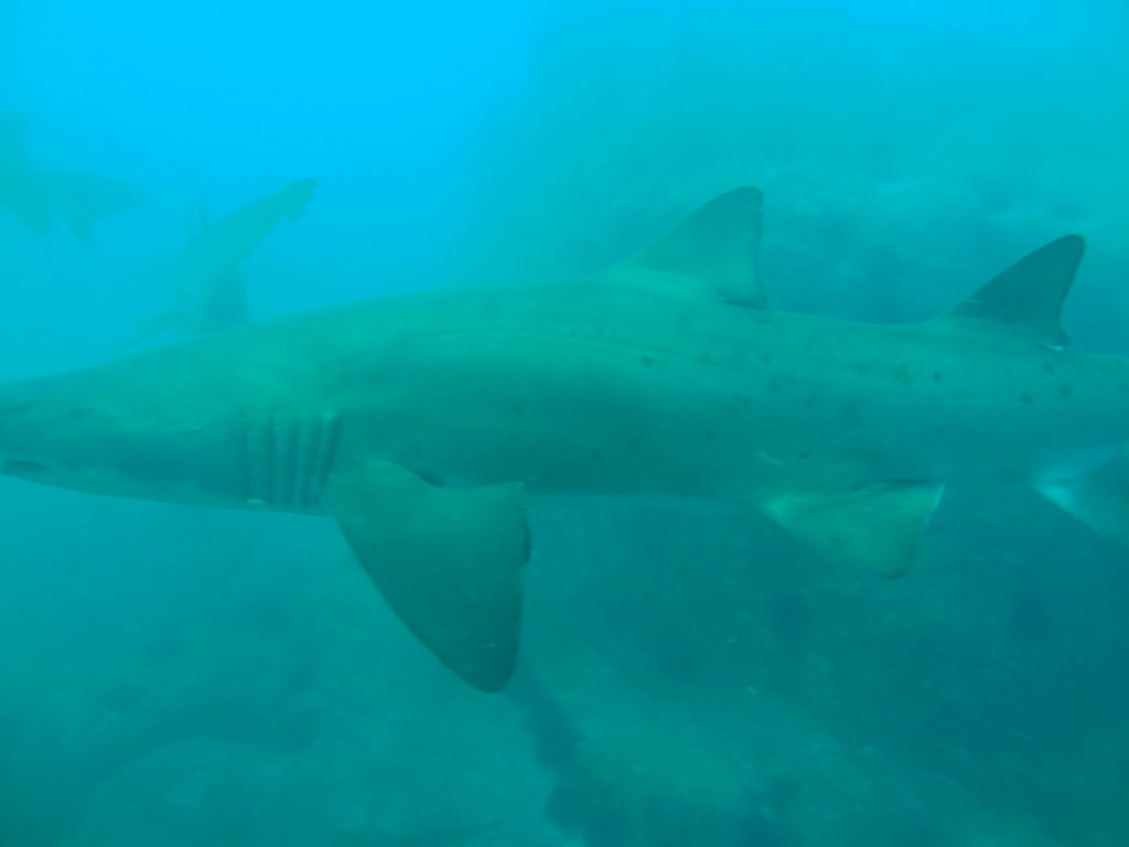 21555075-a653-40f0-abf0-e7f88004c855