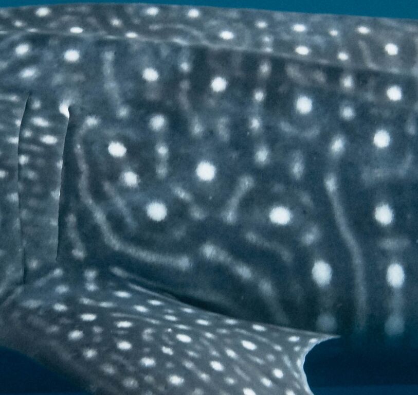 c1100bb5-3f91-4c5a-a961-14cf69a49e80