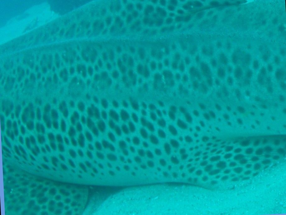 58c2dc36-ab38-4a3c-8404-55f97e3b3126