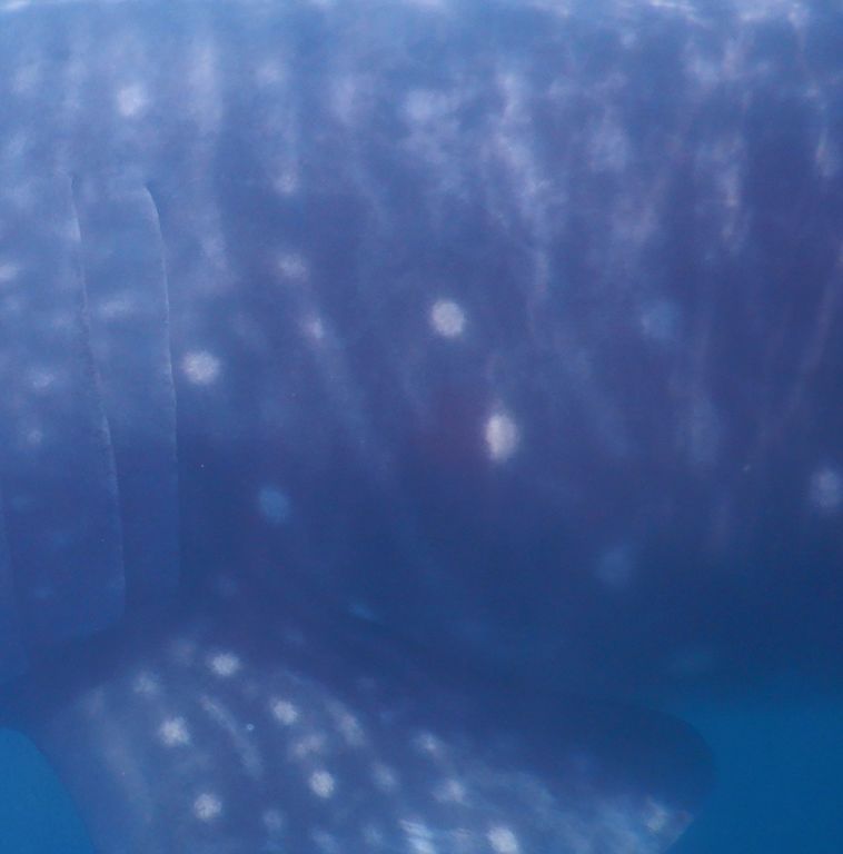 adba08f3-9e2d-4bf8-8339-86c5c805df5d