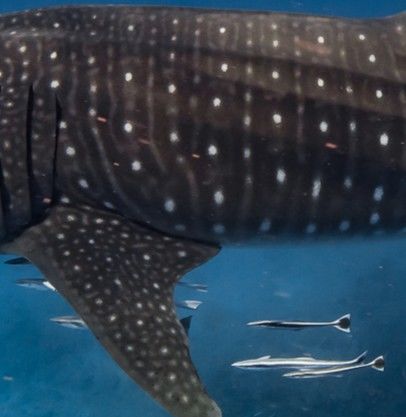 c1f74242-f4ad-42c7-acbd-9b90744c477c