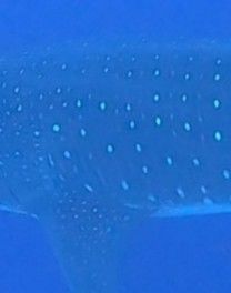 90b6f78e-2265-4aaa-9b59-74d076e5cbc6