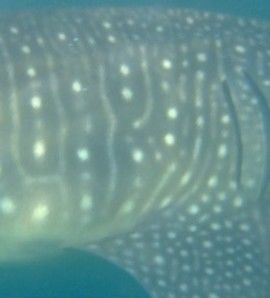 73c82212-cada-4aa0-bcb9-cc4d090f2141