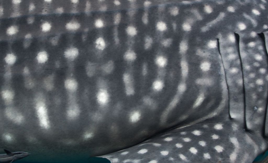 d4e26146-619c-43fe-ad5b-e9136376dc66