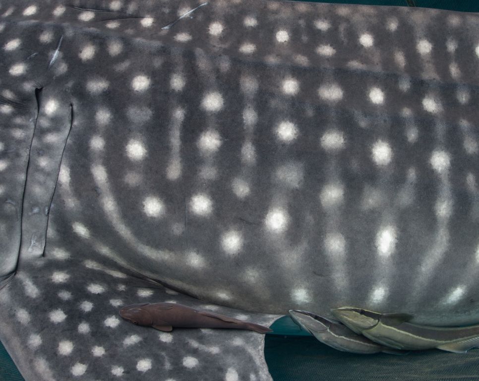 d4e26146-619c-43fe-ad5b-e9136376dc66