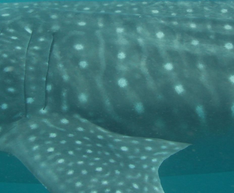 64313317-f7f2-4368-a0c1-f18d23a4a217