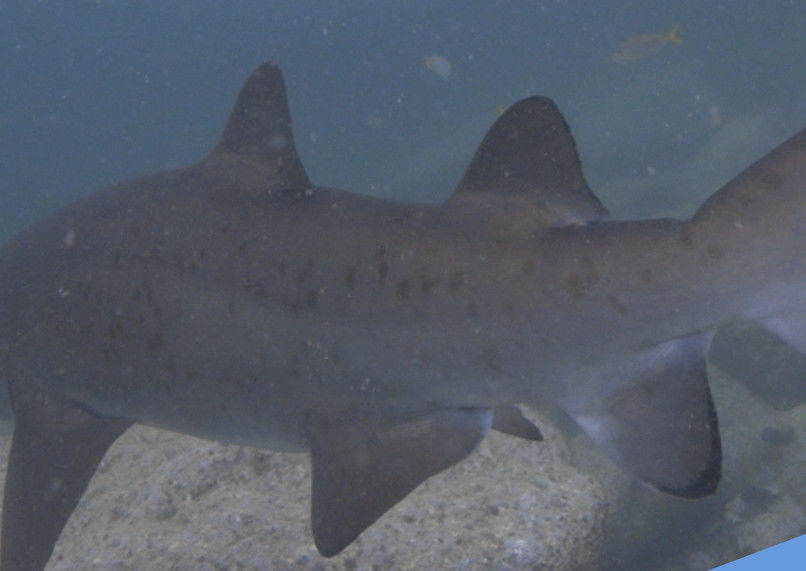 353397cf-f5e7-44c7-8dbf-e0359e7030f6