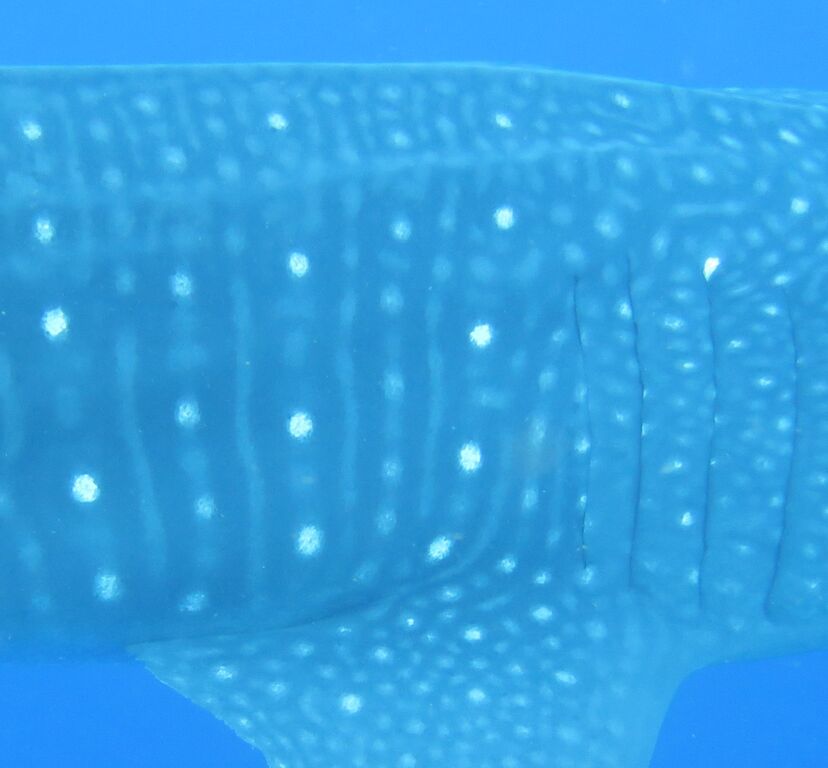 2da96c01-d7ca-4a82-bf90-d35980552f26