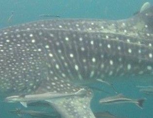 148e4441-41d8-42bf-bda2-cf35c24d205f