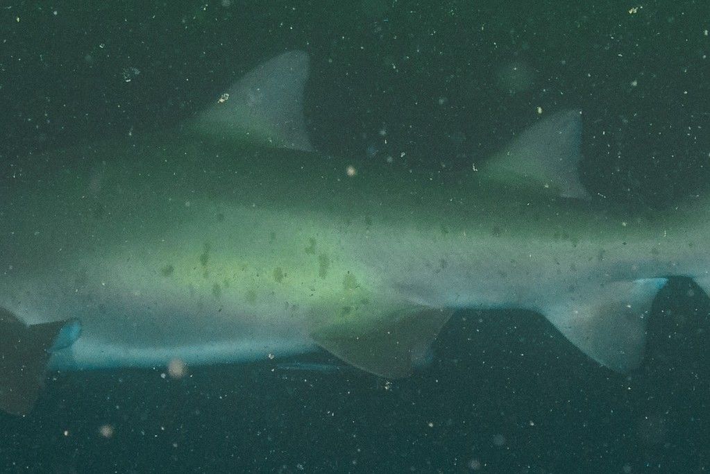 974baf1b-1d6f-40cb-9376-0f35417ac55c