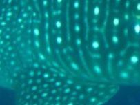 d3d892ad-3d6e-4b3b-ae11-fd0297ed7113